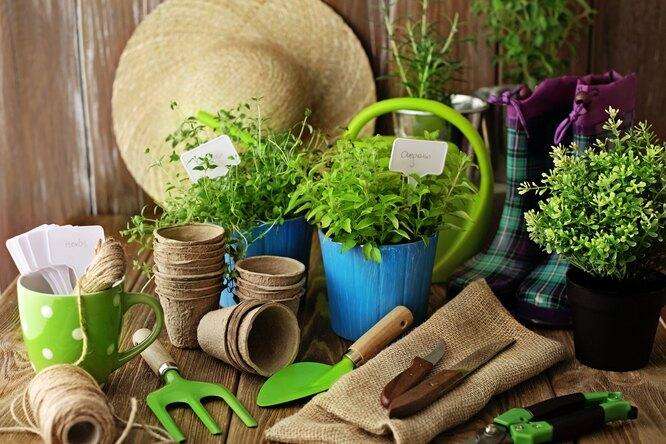 5 простых и оригинальных идей для выращивания зелени и пряных трав в домашних условиях